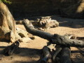 img4077_Zn.jpg