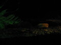 img4092_Zn.jpg