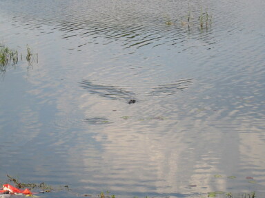 IMG8744resize_Vye.jpg