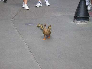IMG8818resize_Vye.jpg