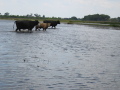 IMG9114_Zn.jpg