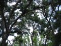 IMG9117_Zn.jpg