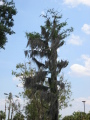 IMG9118_Zn.jpg