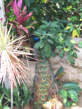 IMG9214_Zn.jpg
