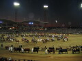 img3771_Zn.jpg