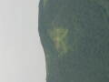 img6204_Zn.jpg