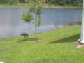 IMG8724resize_Vye.jpg