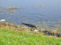 IMG8766resize_Vye.jpg