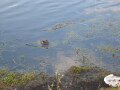 IMG2048resize_Vye.jpg
