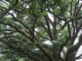 IMG8927_Zn.jpg