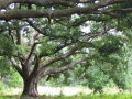 IMG8930_Zn.jpg
