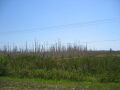 IMG9080_Zn.jpg
