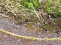 IMG9094_Zn.jpg