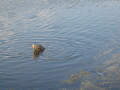 IMG2047resize_Vye.jpg