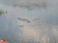 IMG8744resize_Vye.jpg