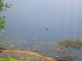 IMG8755resize_Vye.jpg