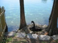 IMG8796resize_Vye.jpg