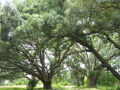 IMG8926_Zn.jpg