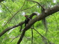 IMG8937_Zn.jpg