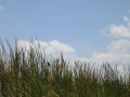 IMG9101_Zn.jpg
