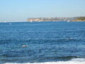 img4006_Zn.jpg