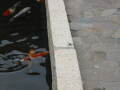img6090_Zn.jpg