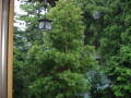 img6113_Zn.jpg