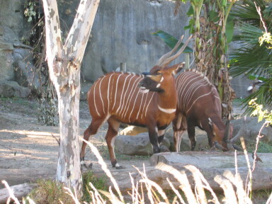 img4063_Zn.jpg