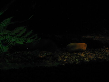 img4092_Zn.jpg