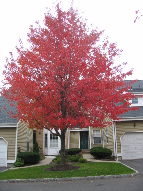 IMG0574_Zn.jpg