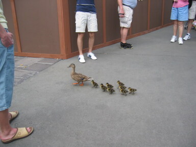 IMG2068resize_Vye.jpg