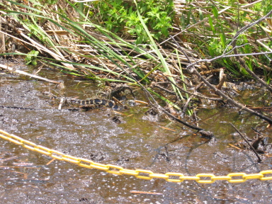 IMG9094_Zn.jpg