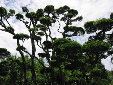 img6154_Zn.jpg