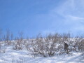 IMG7338_Zn.jpg