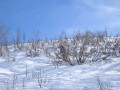 IMG7339_Zn.jpg