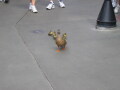 IMG8818resize_Vye.jpg