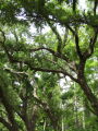 IMG8931_Zn.jpg