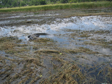 IMG9107_Zn.jpg
