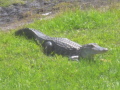 IMG9176_Zn.jpg
