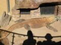 img4054_Zn.jpg