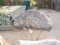 img4096_Zn.jpg