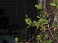 img4224_Zn.jpg