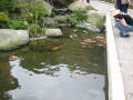 img6089_Zn.jpg