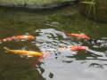 img6091_Zn.jpg