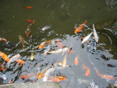img6144_Zn.jpg